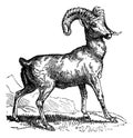 Rocky Mountain sheep Ovis montana or Bighorn sheep, vintage engraving