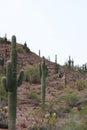 A rocky mountain side covered with Saguaro cacti, Teddy Bear Cholla cacti, Ocotillo and desert shrubs in Arizona Royalty Free Stock Photo