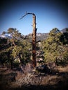 Rocky Mountain Solitude tree