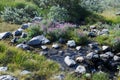 Rocky mountain stream in Greenland Royalty Free Stock Photo