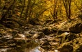 Rocky mountain stream under shade of trees Royalty Free Stock Photo
