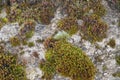 Rocky mountain surface covered by lichenes and moss