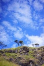 Rocky mountain and tree on the peak with skies are blue and cloudy Royalty Free Stock Photo