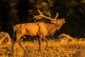 Rocky Mountain Elk bull bugles for mate in Rocky Mountains Royalty Free Stock Photo
