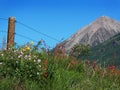 Rocky Mountain Wildflowers