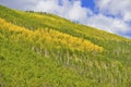 Rocky Mountains with Aspen forest in Autumn Royalty Free Stock Photo