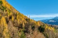 Rocky mountains and autumnal forest with colorful trees. Autumnal forest with colorful trees in Swiss Alps Royalty Free Stock Photo