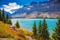 Glacier Crowfoot glows in bright sunlight