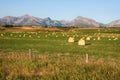 Rocky Mountains Hay Bales in Alberta Royalty Free Stock Photo