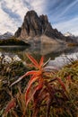 Rocky mountains with red plant in Celurean lake on Assiniboine provincial park Royalty Free Stock Photo