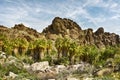 Rocky mountainside lined with palm trees