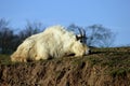 Rocky Mountin Goat (Oreamnos americanus) Royalty Free Stock Photo