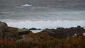 Rocky ocean coast, dramatic sea waves, Monterey beach, California, birds flying. Royalty Free Stock Photo