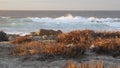 Rocky ocean coast, dramatic sea waves, Monterey beach, California, birds flying. Royalty Free Stock Photo