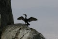 Rocky outcrop with neotropical cormorant drying its wings