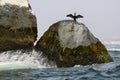 Rocky outcrop with neotropical cormorant drying its wings