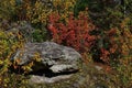 Rocky outliers made of quartz sandstone are chaotically scattered in the Kamenny Gorod tract