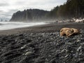 Rocky Pacific Northwest Coast, Sea Stacks on Rialto Beach Royalty Free Stock Photo