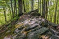 Beechwood in Bieszczady Mountains