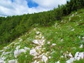 Rocky path leading past an alpine medow
