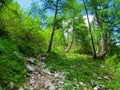 Rocky path leading through a sunlit larch forest