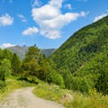 Rocky path in the mountains covered with forest