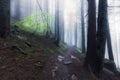 Rocky path through old foggy forest Royalty Free Stock Photo