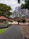 Rocky pathway leading to buildings and beautiful purple Jacaranda tree