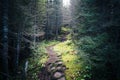 Rocky pathway surrounded by trees in a creepy and scary forest