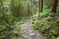 Rocky pathway in a wet green subtropical forest. Azores, Portuga