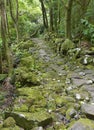 Rocky pathway in a wet subtropical green forest. Azores, Portuga Royalty Free Stock Photo