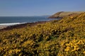 Rocky Pembrokeshire Coastline and path above yellow Gorse, Manorbier Bay