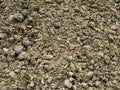 Rocky poor garden soil background