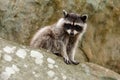 Rocky Raccoon Royalty Free Stock Photo