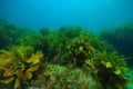 Rocky reef with dense kelp Royalty Free Stock Photo