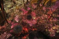 Encrusting invertebrates of rocky reef Royalty Free Stock Photo