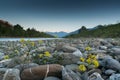 Rocky river bank and river with yellow flowers in evening light and snowcapped mountain landscape in background Royalty Free Stock Photo