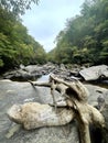 Rocky river with driftwood tree in foreground and green forest lines Royalty Free Stock Photo