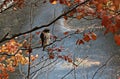 A hawk sits on a branch in the Rocky River Metropark in Cleveland, Ohio