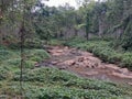 Rocky River in secondary forest