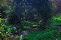 Rocky riverbank. Green meadows with bright juicy grass. Large boulders in a forest clearing near a stream.