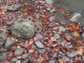 Rocky Riverside View Appalachian River