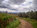 Rocky road in the olive yards with poppies in the field and a cloudy sky