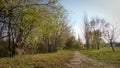 Rocky road path by the trees