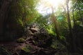 Rocky road pathway fill with sunlight in the middle of dense forest/jungle cover with high tree.