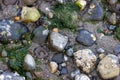 rocky sand with kelp and anenome at low tide Royalty Free Stock Photo