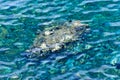 Rocky sea floor visible through crystal clear turqoise water of Aegean sea