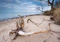 Rocky sea shore with driftwood at sunrise. Beautiful seascape Royalty Free Stock Photo