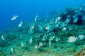 Rocky seafloor with seabream fish, Mediterranean sea, Costa Brava, Catalonia, Spain Royalty Free Stock Photo
