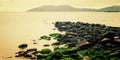 Rocky seascape with seaweeds in Waterville, County Kerry. Royalty Free Stock Photo